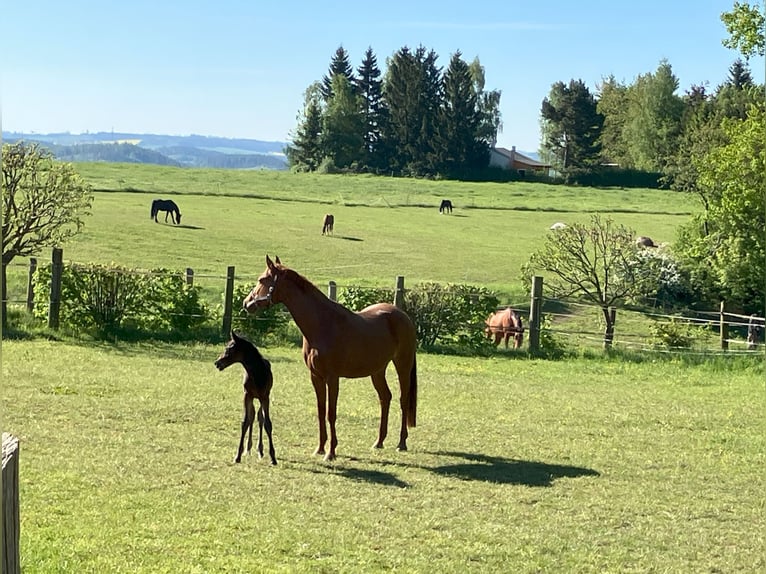 Deutsches Sportpferd Hengst  Dunkelbrauner in Unterwellenborn