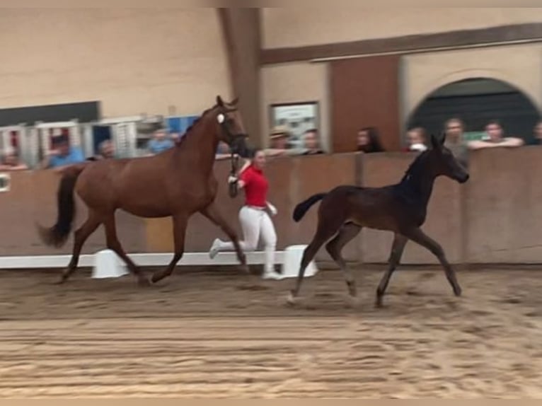 Deutsches Sportpferd Hengst  Dunkelbrauner in Unterwellenborn