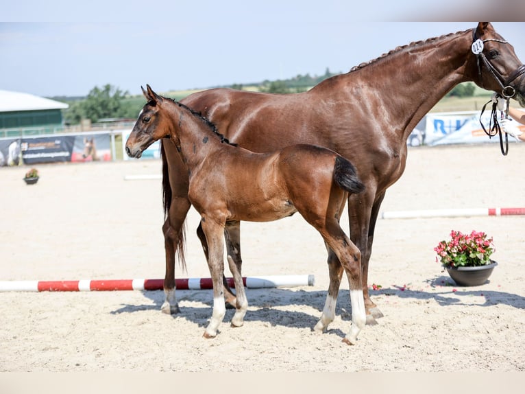 Deutsches Sportpferd Hengst Fohlen (04/2026) Dunkelbrauner in Wolpertshausen