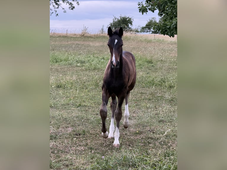Deutsches Sportpferd Hengst Fohlen (04/2026) Dunkelbrauner in Wolpertshausen