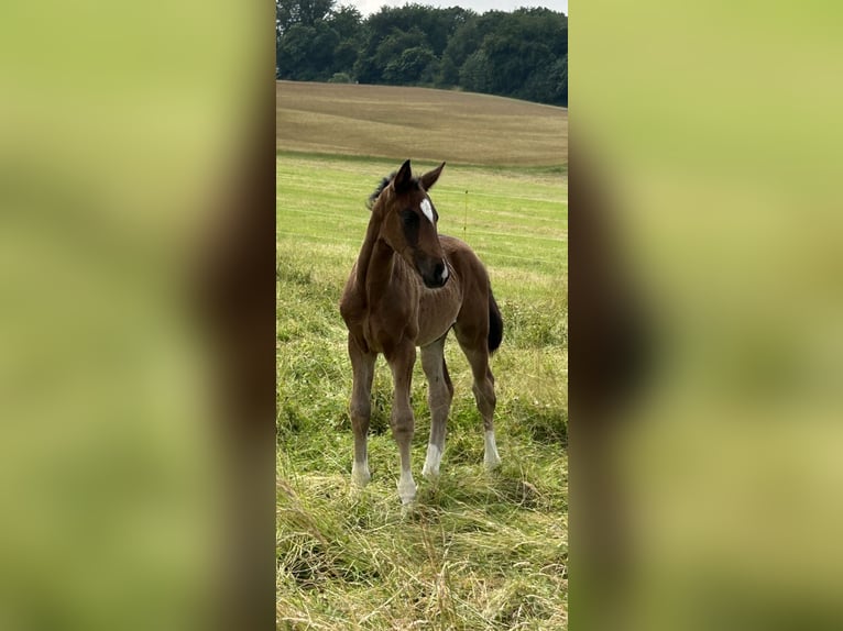 Deutsches Sportpferd Hengst Fohlen (04/2024) Dunkelbrauner in Heistenbach