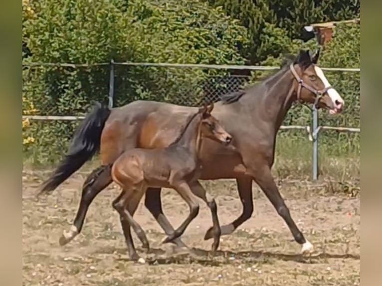 Deutsches Sportpferd Hengst Fohlen (05/2025) Dunkelbrauner in Ringelsdorf