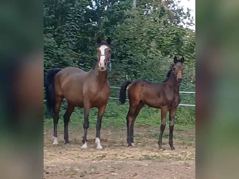 Deutsches Sportpferd Hengst Fohlen (05/2025) Dunkelbrauner in Ringelsdorf