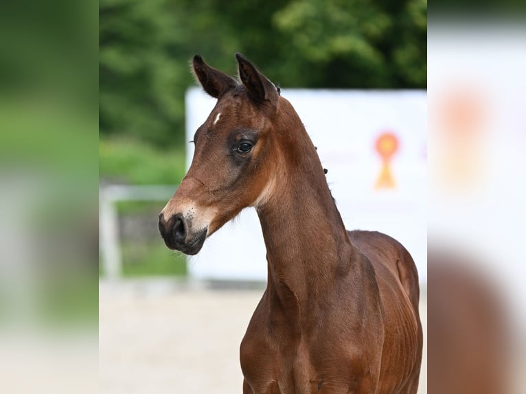 Deutsches Sportpferd Hengst Fohlen (05/2024) Dunkelbrauner in Uhingen