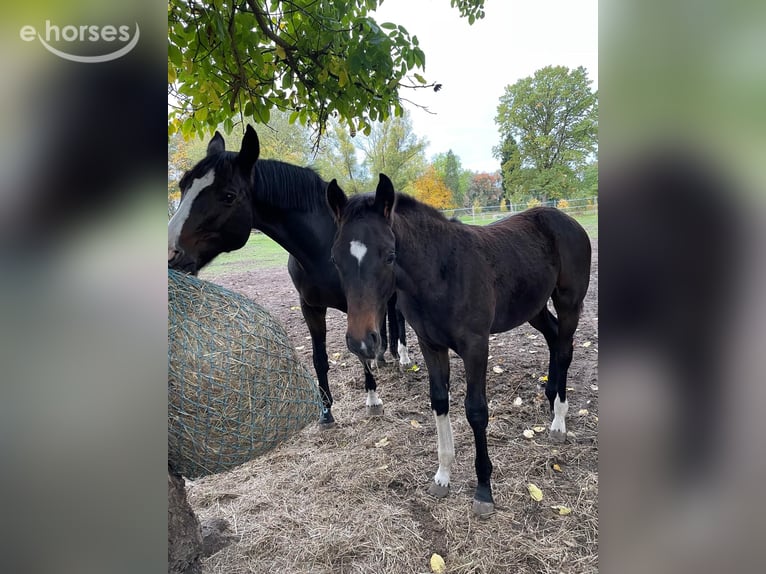 Deutsches Sportpferd Hengst Fohlen (06/2026) Dunkelbrauner in Seedorf