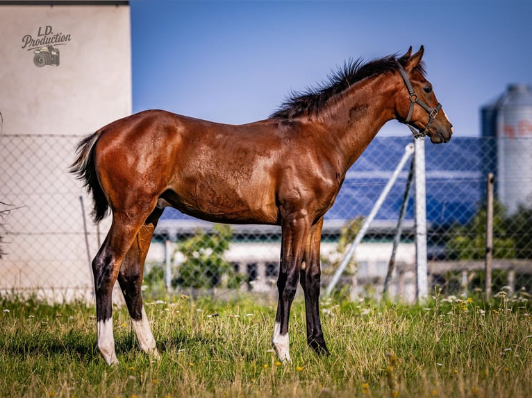 Deutsches Sportpferd Hengst Fohlen (04/2025) Dunkelbrauner in Uckerland