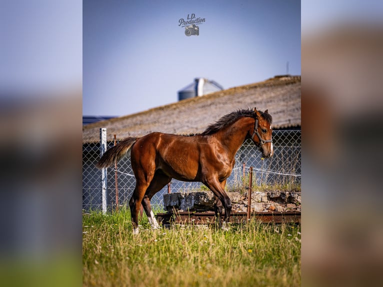 Deutsches Sportpferd Hengst Fohlen (04/2025) Dunkelbrauner in Uckerland