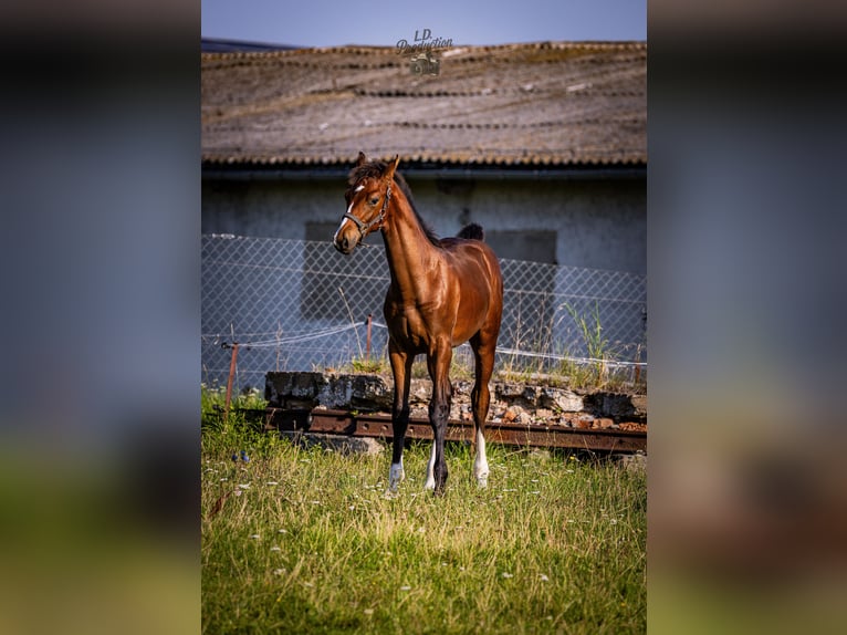Deutsches Sportpferd Hengst Fohlen (04/2025) Dunkelbrauner in Uckerland