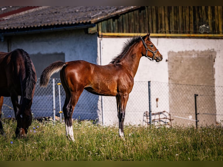 Deutsches Sportpferd Hengst Fohlen (04/2025) Dunkelbrauner in Uckerland