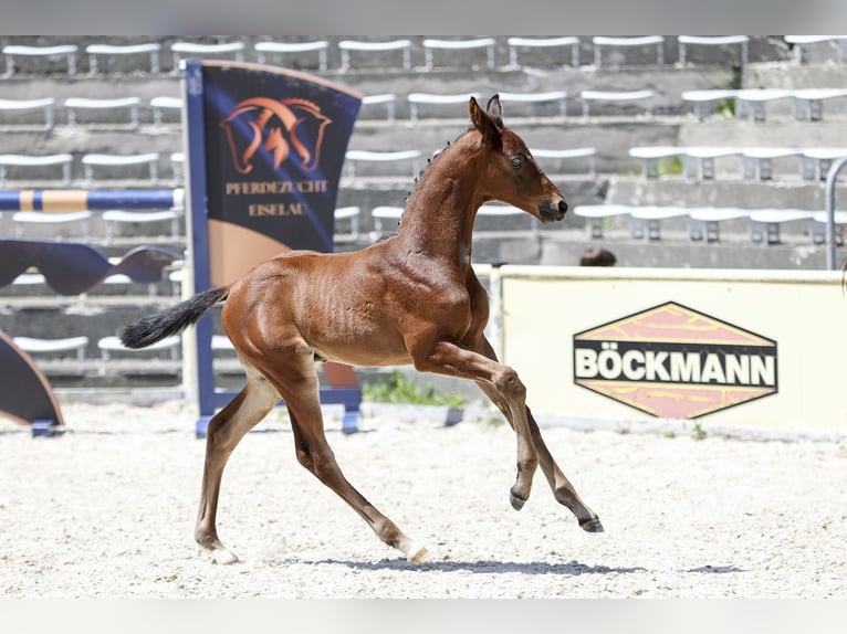 Deutsches Sportpferd Hengst Fohlen (05/2026) Dunkelbrauner in Diedorf