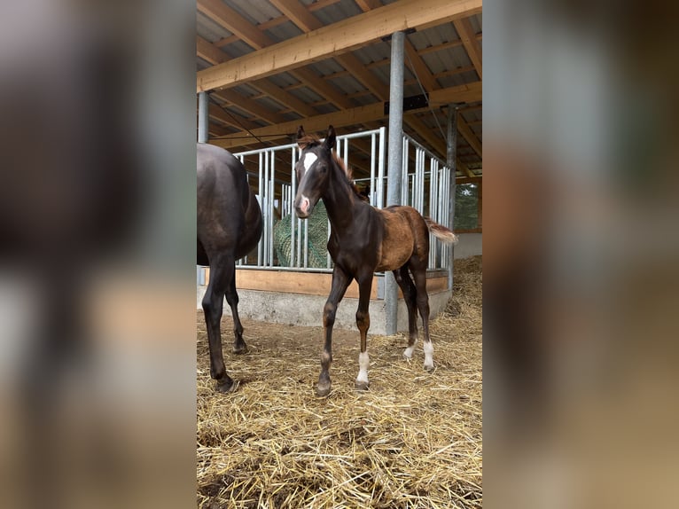 Deutsches Sportpferd Hengst Fohlen (04/2025) Dunkelfuchs in Wei&#xDF;enberg