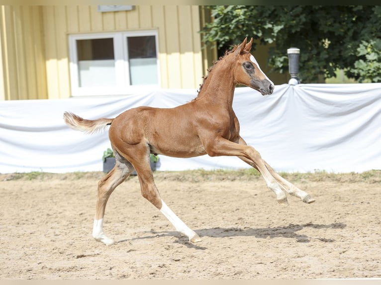 Deutsches Sportpferd Hengst Fohlen (05/2024) Dunkelfuchs in Fronhofen