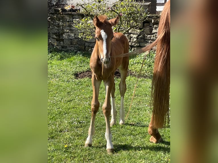 Deutsches Sportpferd Hengst Fohlen (04/2026) Dunkelfuchs in Gundersweiler