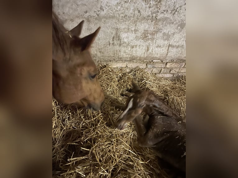 Deutsches Sportpferd Hengst Fohlen (04/2026) Dunkelfuchs in Gundersweiler