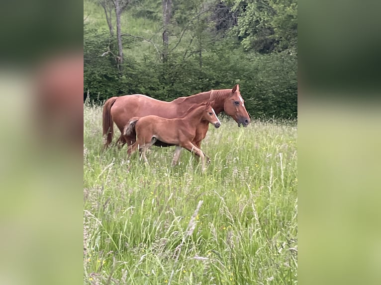 Deutsches Sportpferd Hengst Fohlen (04/2026) Dunkelfuchs in Gundersweiler