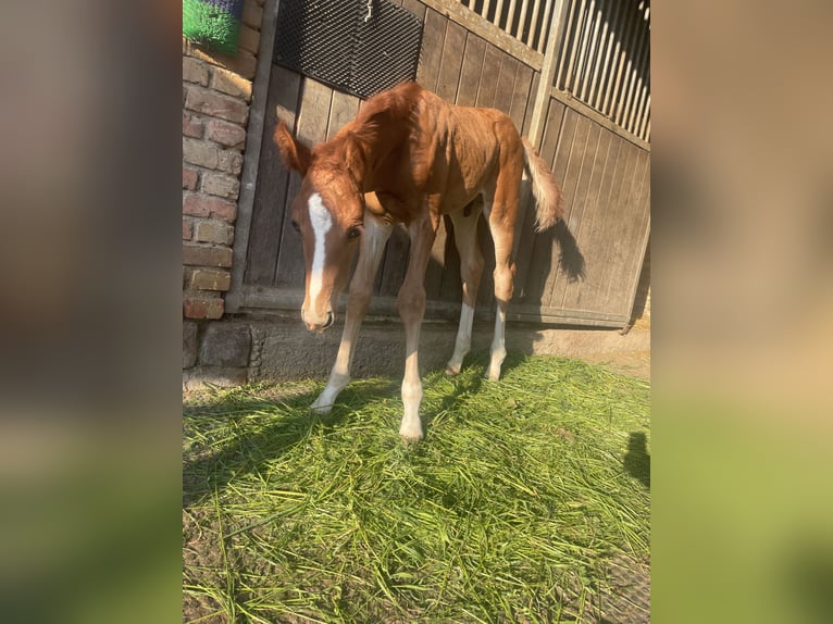 Deutsches Sportpferd Hengst Fohlen (04/2026) Dunkelfuchs in Gundersweiler