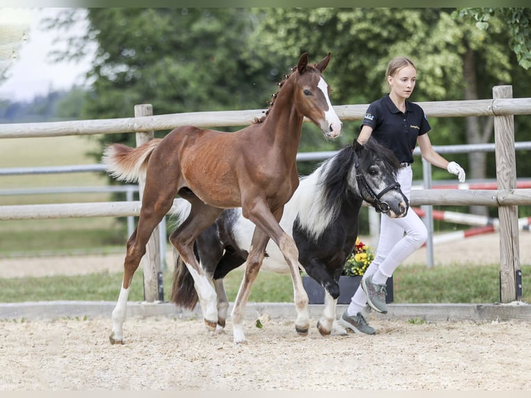 Deutsches Sportpferd Hengst Fohlen (05/2025) Dunkelfuchs in Gomadingen