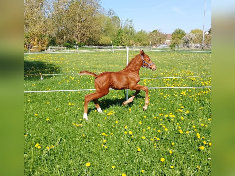 Deutsches Sportpferd Hengst Fohlen (04/2025) Dunkelfuchs in Bleicherode/ Wollersleben