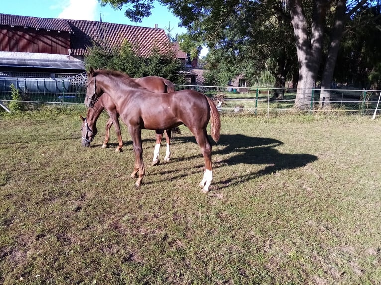 Deutsches Sportpferd Hengst Fohlen (04/2025) Dunkelfuchs in Bleicherode/ Wollersleben