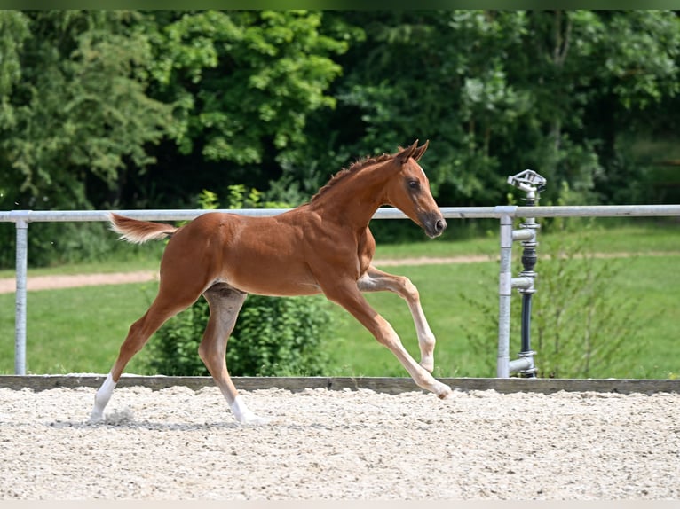 Deutsches Sportpferd Hengst  Dunkelfuchs in Castell