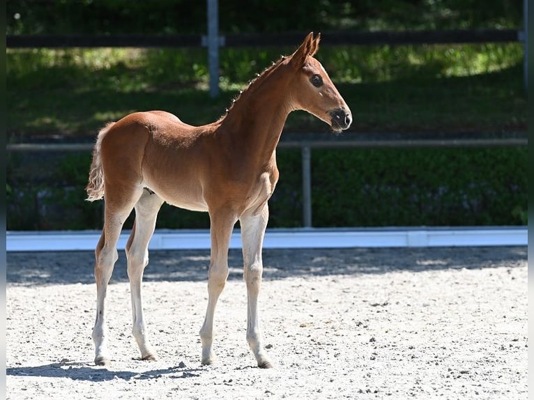 Deutsches Sportpferd Hengst  Dunkelfuchs in Reichenwalde