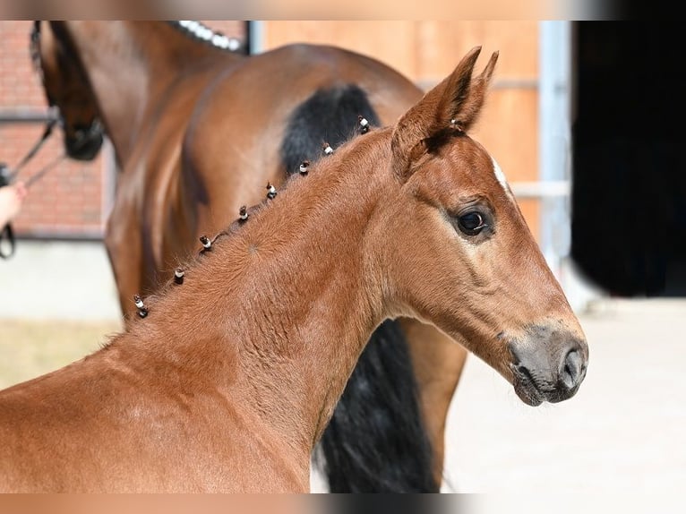 Deutsches Sportpferd Hengst  Dunkelfuchs in Reichenwalde