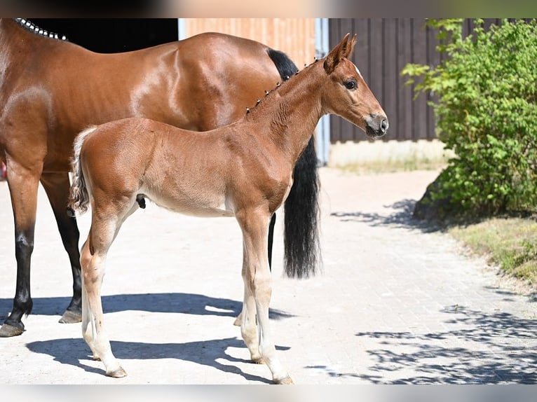 Deutsches Sportpferd Hengst  Dunkelfuchs in Reichenwalde