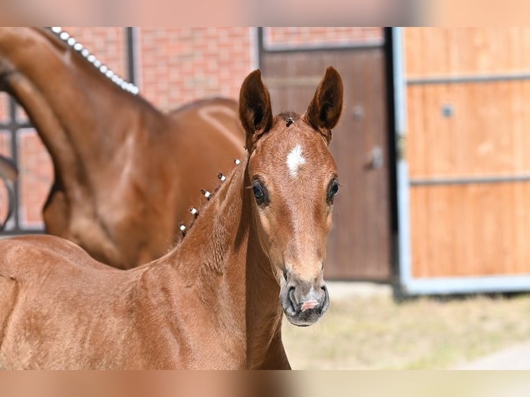 Deutsches Sportpferd Hengst  Dunkelfuchs in Reichenwalde