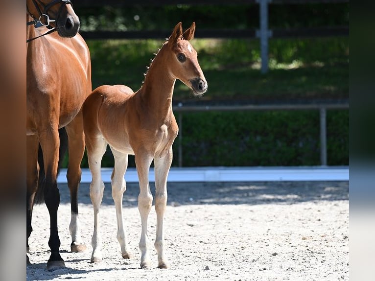 Deutsches Sportpferd Hengst  Dunkelfuchs in Reichenwalde