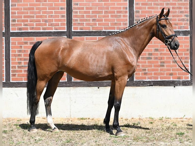 Deutsches Sportpferd Hengst  Dunkelfuchs in Reichenwalde