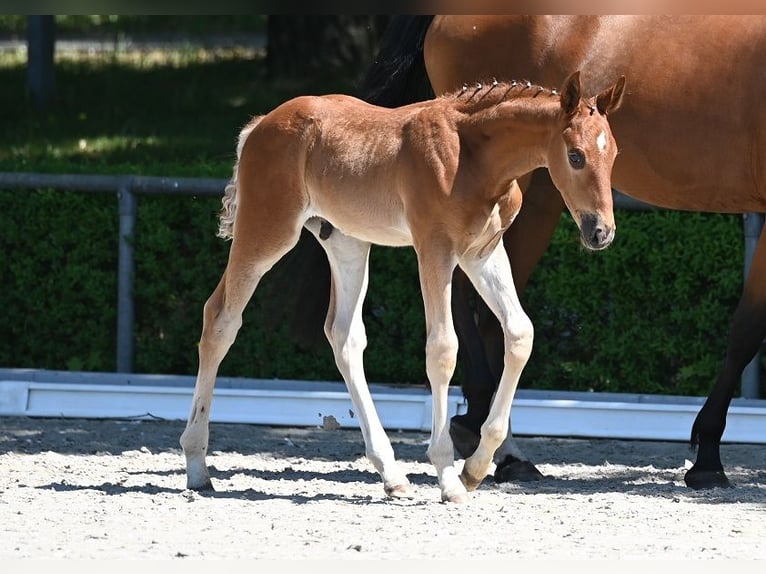 Deutsches Sportpferd Hengst  Dunkelfuchs in Reichenwalde