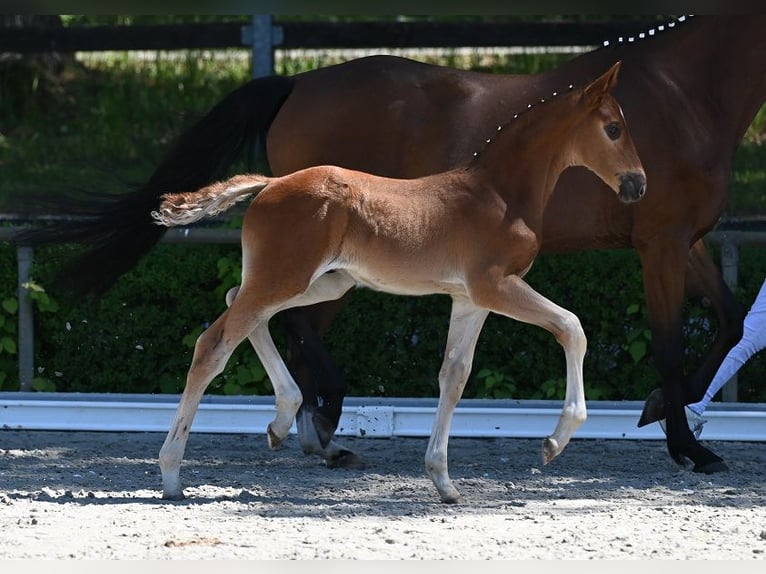 Deutsches Sportpferd Hengst  Dunkelfuchs in Reichenwalde