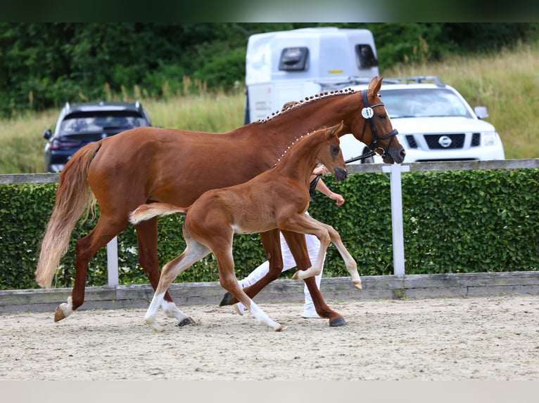 Deutsches Sportpferd Hengst Fohlen (06/2024) Fuchs in Moritzburg