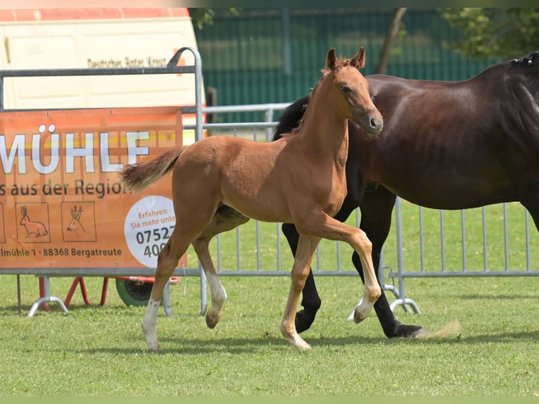 Deutsches Sportpferd Hengst Fohlen (05/2025) Fuchs in Gomadingen