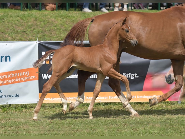 Deutsches Sportpferd Hengst Fohlen (06/2025) Fuchs in Gomadingen