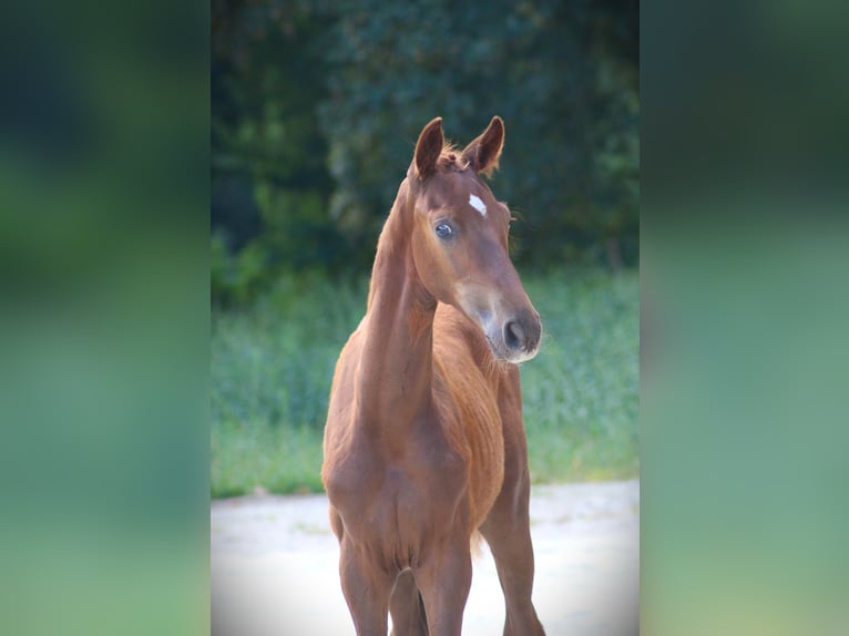 Deutsches Sportpferd Hengst Fohlen (05/2026) Fuchs in Radegast