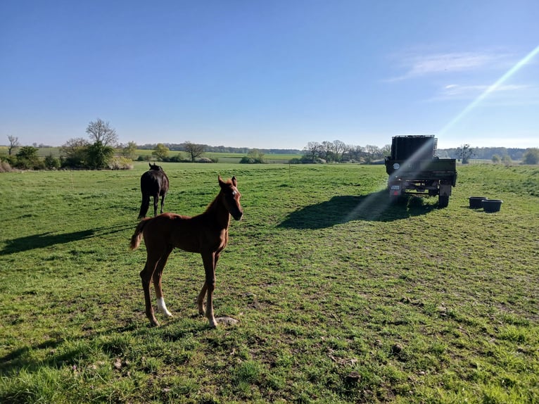 Deutsches Sportpferd Hengst  Fuchs in Hohenlochau