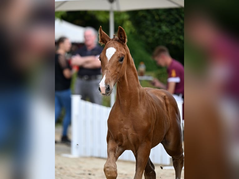 Deutsches Sportpferd Hengst Fohlen (06/2025) Fuchs in Waging am See