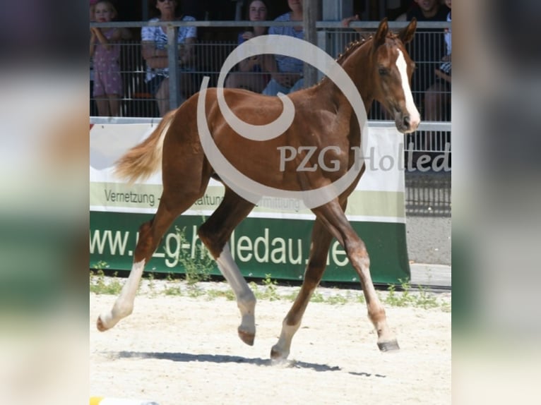Deutsches Sportpferd Hengst Fohlen (04/2026) Fuchs in Haarbach