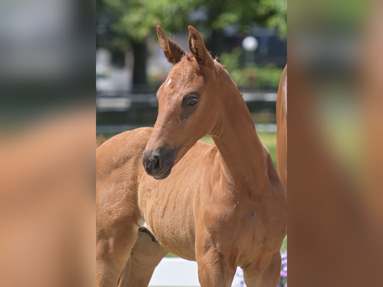 Deutsches Sportpferd Hengst  Fuchs in Burgen