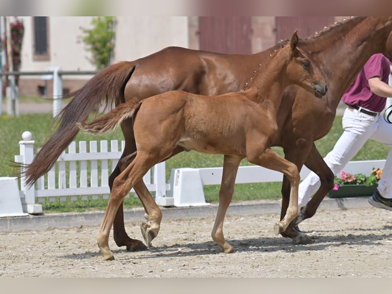 Deutsches Sportpferd Hengst  Fuchs in Burgen