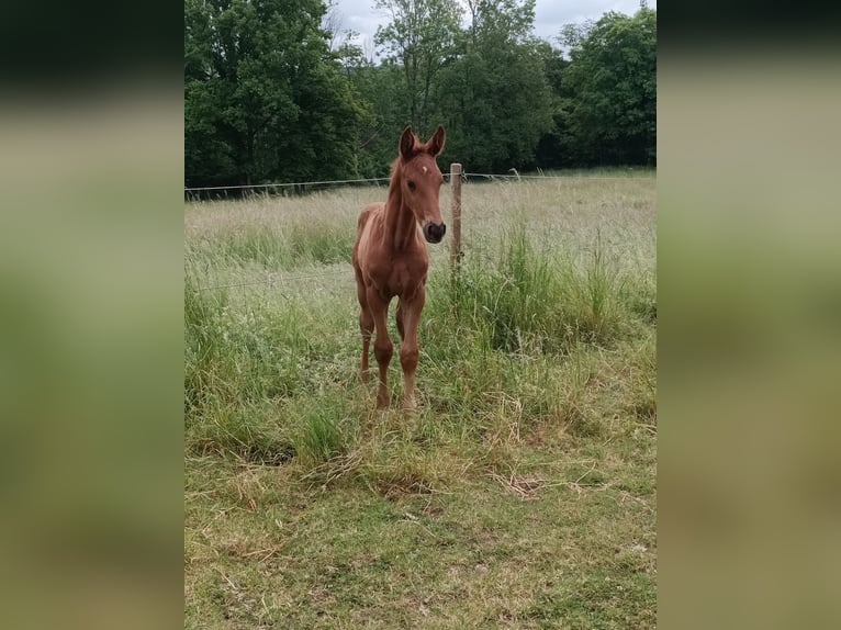 Deutsches Sportpferd Hengst  Fuchs in Burgen