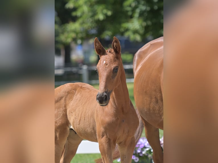 Deutsches Sportpferd Hengst  Fuchs in Burgen
