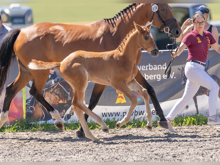 Deutsches Sportpferd Hengst Fohlen (05/2025) Fuchs in Gomadingen