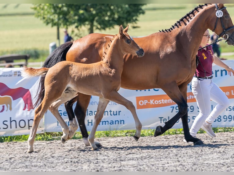 Deutsches Sportpferd Hengst Fohlen (05/2025) Fuchs in Gomadingen