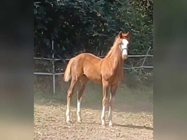 Deutsches Sportpferd Hengst Fohlen (05/2025) Fuchs in Ringelsdorf