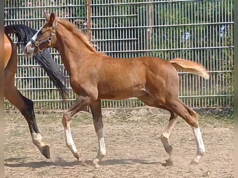 Deutsches Sportpferd Hengst Fohlen (05/2025) Fuchs in Ringelsdorf