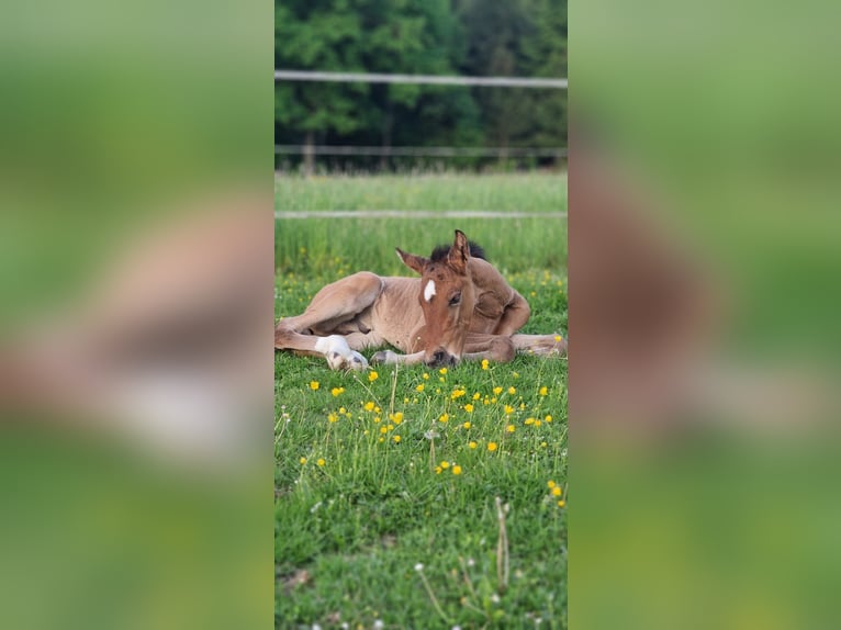 Deutsches Sportpferd Hengst  Hellbrauner in Berg