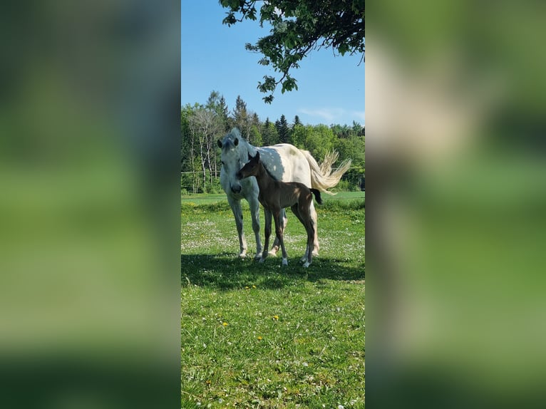 Deutsches Sportpferd Hengst  Hellbrauner in Berg