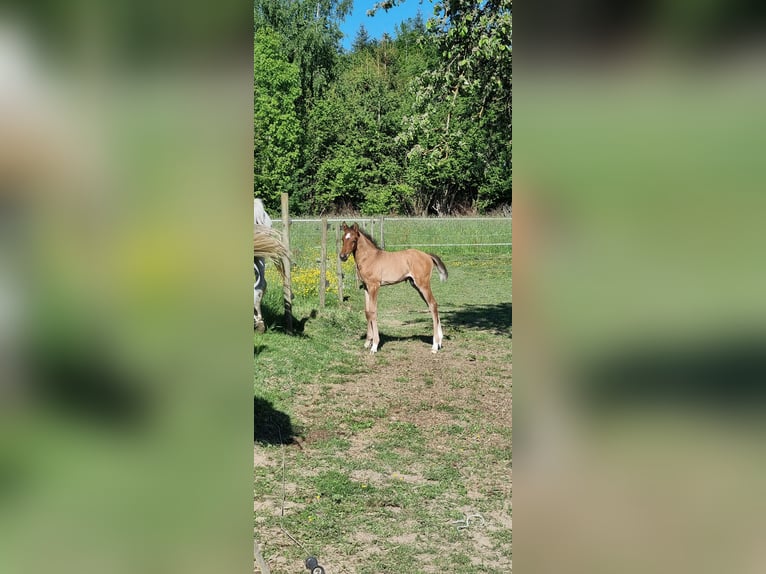 Deutsches Sportpferd Hengst  Hellbrauner in Berg